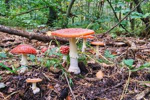 un gruppo di funghi in una foresta decidua sul darss. foto