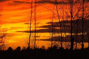 tramonto con cielo in fiamme dietro gli alberi. foto