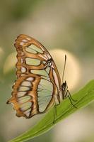 farfalla esotica su una foglia. farfalla delicata e colorata. foto