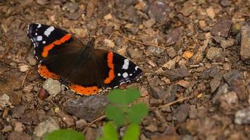 ammiraglio farfalla sul suolo della foresta. insetto raro con colori luminosi. macro foto di animali