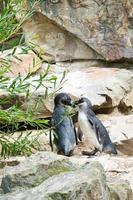 baciare il pinguino. uccelli in bianco e nero come coppia a terra. foto di animali da vicino.