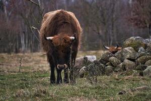 bestiame dell'altopiano in un prato. potente pelliccia marrone corna. agricoltura e allevamento foto