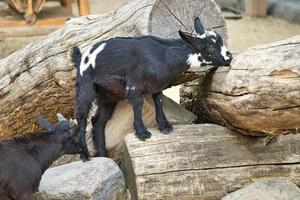 bambino che gioca nello zoo delle carezze. interessante esplora l'ambiente. foto