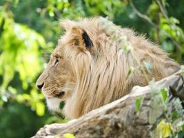 leone con bella criniera sdraiato su una roccia. predatore rilassato. foto di animali gatto grande.