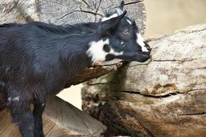 bambino che gioca nello zoo delle carezze. interessante esplora l'ambiente. foto