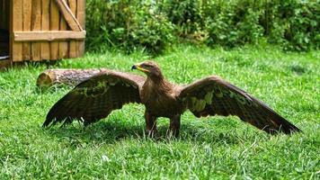 aquila reale all'air show di saarburg. foto animale dell'elegante uccello.