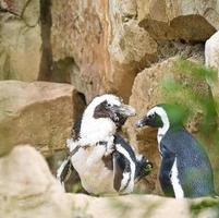 due pinguini. uccelli in bianco e nero in coppia a terra. foto di animali in primo piano
