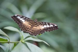 farfalla esotica su una foglia. farfalla delicata e colorata. foto