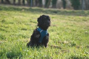 cucciolo di goldendoodle nel colore nero focato. cane ibrido golden retriever barboncino. foto