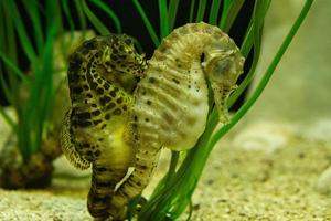 cavallucci marini in erba marina. piccoli animali acquatici in primo piano. interessante da osservare foto