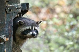 procione guarda furtivamente fuori da una casetta di legno. piccolo predatore della foresta foto