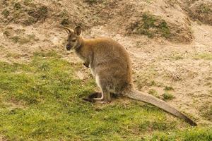 canguro rosso dello zoo. mammifero dall'Australia. interessante osservare questi animali. foto