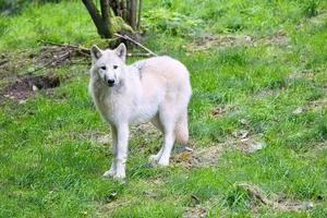 giovane lupo bianco del parco dei lupi werner freund. foto