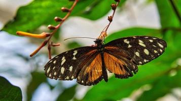 farfalla colorata su una foglia, fiore. elegante e delicato foto