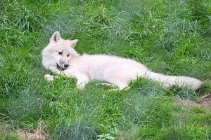 giovane lupo bianco del parco dei lupi werner freund. foto