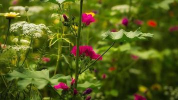 fiore rosso con bellissimi petali raffigurati individualmente su un prato fiorito. foto