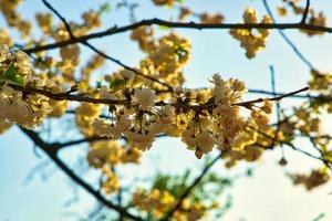 fiori di ciliegio nel parco di berlino. in primavera questi bellissimi fiori dall'aspetto foto