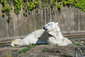 orso polare dello zoo di Berlino sdraiato e rilassato. foto