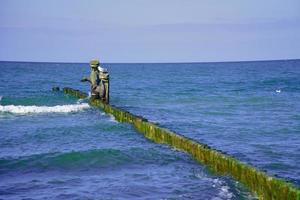 pennelli che si protendono nel mar baltico. i gabbiani si siedono sui pennelli. paesaggio in riva al mare. foto