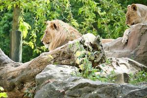 coppia di leoni sdraiato su una roccia. predatori rilassati che guardano in lontananza. grande gatto. foto