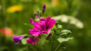 fiore rosso con bellissimi petali raffigurati individualmente su un prato fiorito. foto