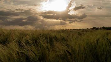 campo di grano al tramonto. i raggi del sole sfondano le nuvole. foto