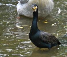 uccello cormorano in vista ravvicinata. piumaggio dettagliato. predatore che mangia pesce. foto