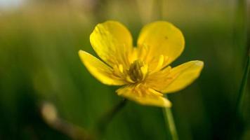 primo piano di un fiore di un bel fiore. scatto singolo dettagliato foto