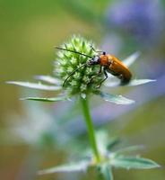 scarabeo strisciante su un fiore nella fotografia macro. foto