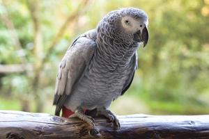 pappagallo grigio con contatto visivo con lo spettatore. foto