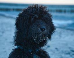 godendoddle in ritratto sulla spiaggia del mar baltico. cani fucilati. foto di animali