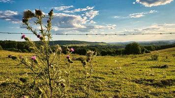 una giornata di sole nel saarland con vista sui prati nella valle. cespuglio di cardo in primo piano foto