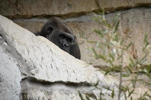 gorilla, dorso d'argento. la grande scimmia erbivora è imponente e forte. foto