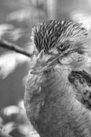 ridendo hans, in bianco e nero, su un ramo. uccello australiano. osservazione interessante foto