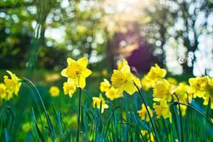 campana di pasqua, narciso su un prato verde. fiore di stagione con fiore giallo. foto