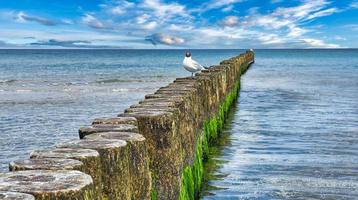 gabbiano su un groyne che si protende nel mare. sul mar baltico a zingst. foto