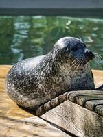 carino sigillo di mare allo zoo di berlino foto