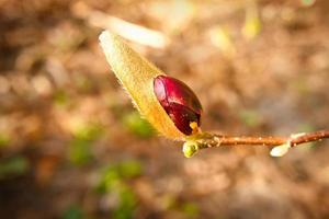 gli alberi di magnolia sono un vero splendore nella stagione della fioritura. una natura accattivante foto