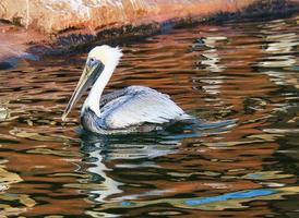 pellicano sull'acqua durante il nuoto. grande uccello marino con piumaggio riccamente strutturato foto