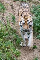 tigre tra alberi e roccia. mantello rigato di eleganti predatori. grande gatto dall'asia foto