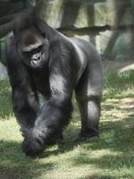 gorilla, dorso d'argento. la grande scimmia erbivora è imponente e forte. foto