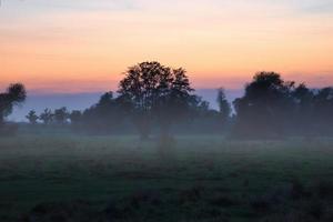 all'alba, mistica alba con un albero sul prato nella nebbia. colori caldi della natura. fotografia di paesaggio nel brandeburgo foto
