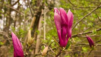 gli alberi di magnolia sono un vero splendore nella stagione della fioritura. una natura accattivante foto