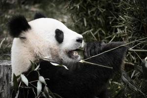 grande panda seduto a mangiare bambù. specie in pericolo. mammifero in bianco e nero foto