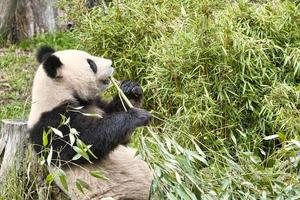 grande panda seduto a mangiare bambù. specie in pericolo. mammifero in bianco e nero foto