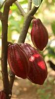 baccello di cacao rosso sull'albero nel campo. cacao o theobroma cacao l. è un albero coltivato in piantagioni originarie del sud america, ma oggi coltivato in varie aree tropicali. Giava, Indonesia. foto