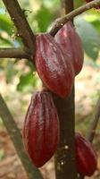 baccello di cacao rosso sull'albero nel campo. cacao o theobroma cacao l. è un albero coltivato in piantagioni originarie del sud america, ma oggi coltivato in varie aree tropicali. Giava, Indonesia. foto