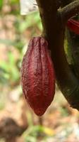 baccello di cacao rosso sull'albero nel campo. cacao o theobroma cacao l. è un albero coltivato in piantagioni originarie del sud america, ma oggi coltivato in varie aree tropicali. Giava, Indonesia. foto