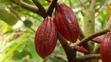 baccello di cacao rosso sull'albero nel campo. cacao o theobroma cacao l. è un albero coltivato in piantagioni originarie del sud america, ma oggi coltivato in varie aree tropicali. Giava, Indonesia. foto