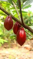 baccello di cacao rosso sull'albero nel campo. cacao o theobroma cacao l. è un albero coltivato in piantagioni originarie del sud america, ma oggi coltivato in varie aree tropicali. Giava, Indonesia. foto